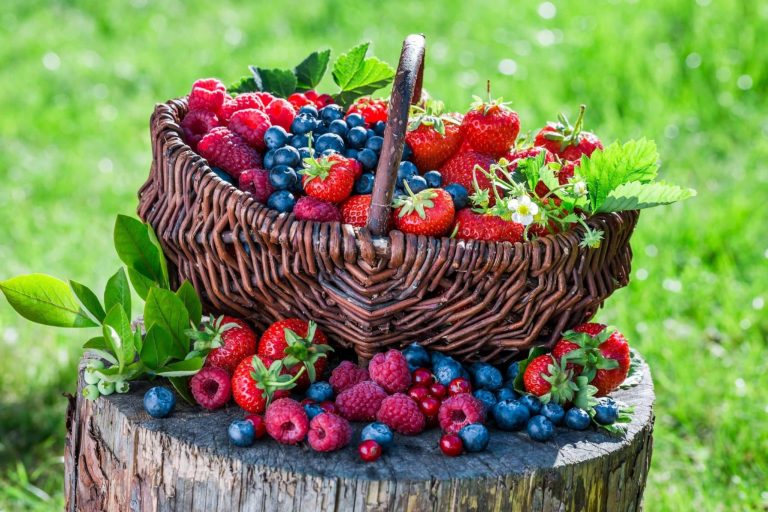 Domáce bobuľové ovocie: aby sa každému ušlo dosť jahôd, čučoriedok a malín