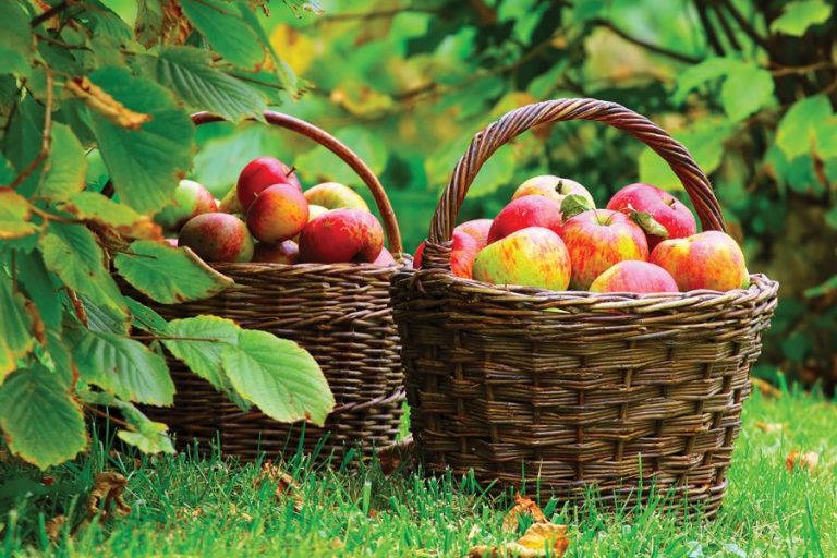 Ekologická ochrana ovocného sadu počas celého roka