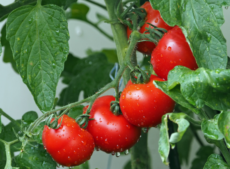Ko vypestovať veľa domácich šťavnatých paradajok?
