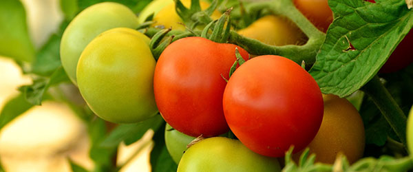 Ako správne zasadiť paradajky pre bohatú úrodu?