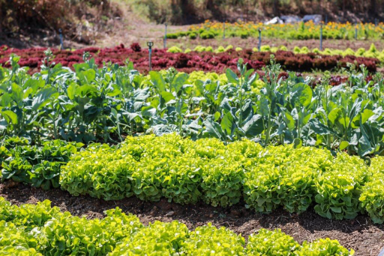 Správne kombinovanie rastlín pre zdravú a úrodnú zeleninovú záhradu   + DARČEK