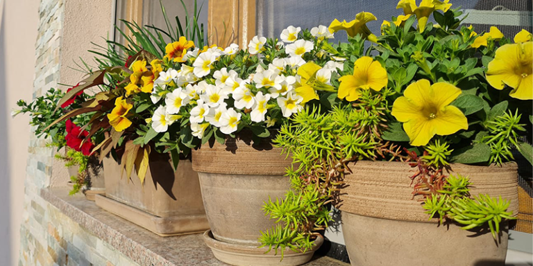 Balkónové kvety pre slnečnú polohu