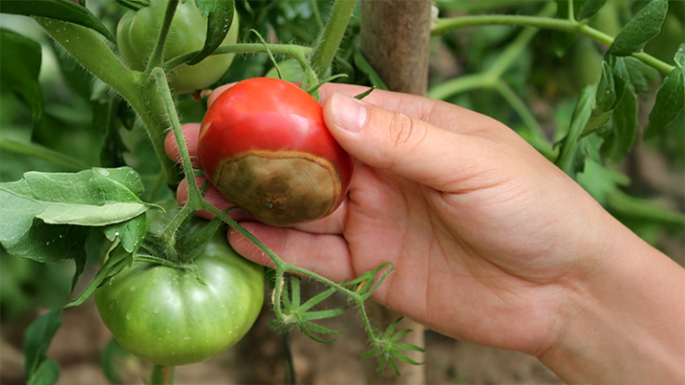 Paradajky potrebujú dostatok vápnika